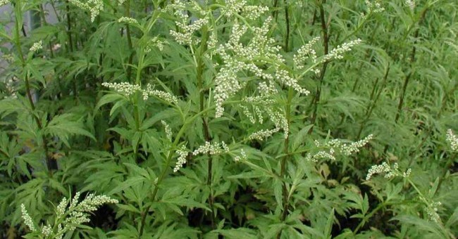 Artemisia parviflora